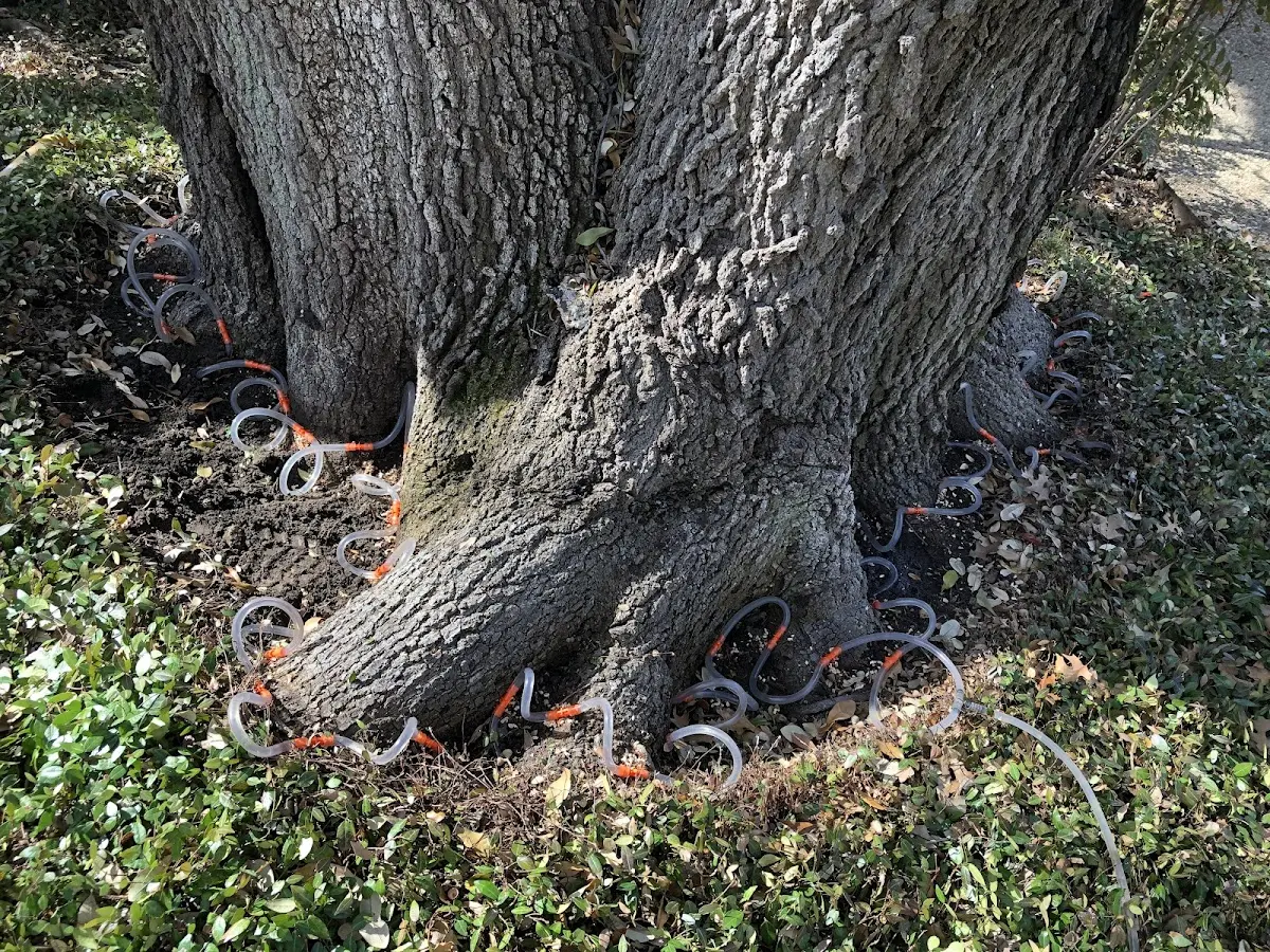 Detailed Tree Cabling and Bracing job site in Ocotillo