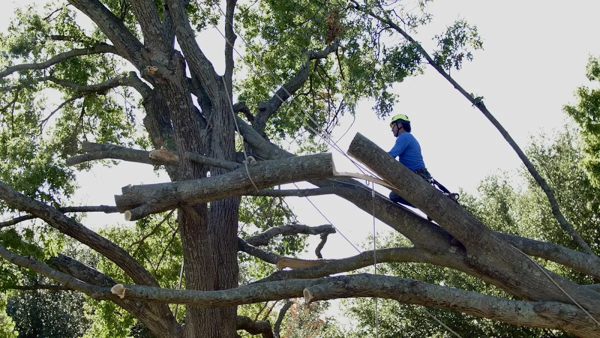 Professional Hazardous Tree Removal performed by certified arborists in Ocotillo