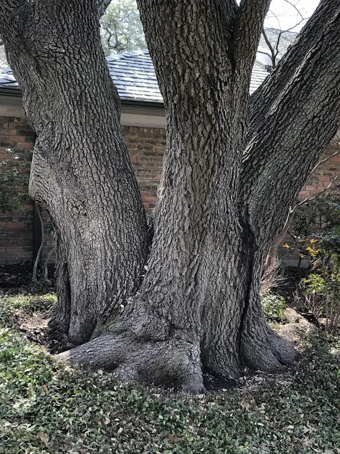 Mature heritage tree close to a Ocotillo property cared for by certified arborists