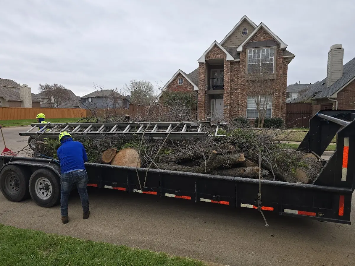 Expert Tree Fertilization with proper safety equipment in Ocotillo